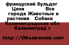 француский бульдог › Цена ­ 40 000 - Все города Животные и растения » Собаки   . Калининградская обл.,Калининград г.